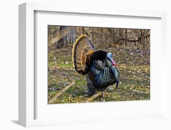 USA, Minnesota, Mendota Heights, Wild Turkey, Displaying-Bernard Friel-Framed Photographic Print