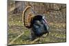 USA, Minnesota, Mendota Heights, Wild Turkey, Displaying-Bernard Friel-Mounted Photographic Print