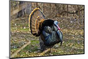 USA, Minnesota, Mendota Heights, Wild Turkey, Displaying-Bernard Friel-Mounted Photographic Print