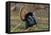 USA, Minnesota, Mendota Heights, Wild Turkey, Displaying-Bernard Friel-Framed Stretched Canvas