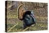 USA, Minnesota, Mendota Heights, Wild Turkey, Displaying-Bernard Friel-Stretched Canvas