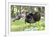 USA, Minnesota, Mendota Heights. Wild Turkey on deck of private home.-Bernard Friel-Framed Photographic Print