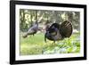 USA, Minnesota, Mendota Heights. Wild Turkey on deck of private home.-Bernard Friel-Framed Photographic Print