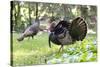 USA, Minnesota, Mendota Heights. Wild Turkey on deck of private home.-Bernard Friel-Stretched Canvas