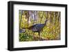 USA, Minnesota, Mendota Heights, Wild Turkey-Bernard Friel-Framed Photographic Print