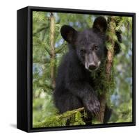 USA, Minnesota, Minnesota Wildlife Connection. Black bear in a tree.-Wendy Kaveney-Framed Stretched Canvas