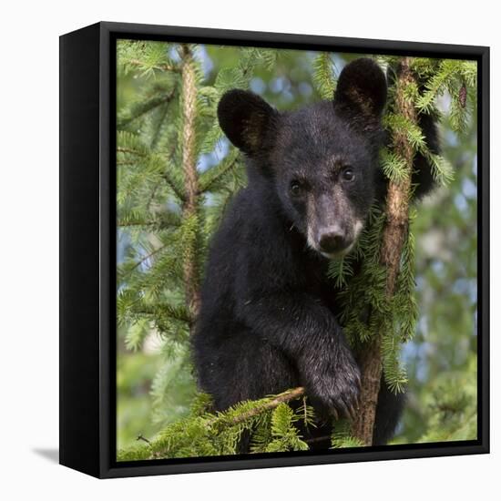 USA, Minnesota, Minnesota Wildlife Connection. Black bear in a tree.-Wendy Kaveney-Framed Stretched Canvas