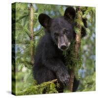 USA, Minnesota, Minnesota Wildlife Connection. Black bear in a tree.-Wendy Kaveney-Stretched Canvas