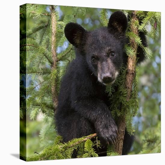 USA, Minnesota, Minnesota Wildlife Connection. Black bear in a tree.-Wendy Kaveney-Stretched Canvas