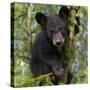 USA, Minnesota, Minnesota Wildlife Connection. Black bear in a tree.-Wendy Kaveney-Stretched Canvas