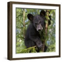 USA, Minnesota, Minnesota Wildlife Connection. Black bear in a tree.-Wendy Kaveney-Framed Photographic Print