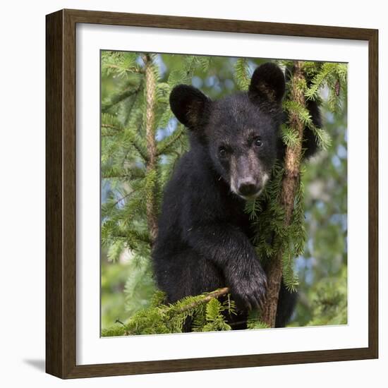 USA, Minnesota, Minnesota Wildlife Connection. Black bear in a tree.-Wendy Kaveney-Framed Photographic Print