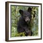 USA, Minnesota, Minnesota Wildlife Connection. Black bear in a tree.-Wendy Kaveney-Framed Photographic Print