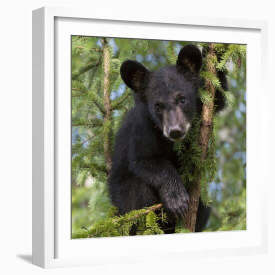 USA, Minnesota, Minnesota Wildlife Connection. Black bear in a tree.-Wendy Kaveney-Framed Photographic Print