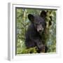 USA, Minnesota, Minnesota Wildlife Connection. Black bear in a tree.-Wendy Kaveney-Framed Photographic Print