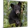 USA, Minnesota, Minnesota Wildlife Connection. Black bear in a tree.-Wendy Kaveney-Mounted Photographic Print