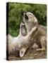 USA, Minnesota, Minnesota Wildlife Connection. Coyote and pup howling.-Wendy Kaveney-Stretched Canvas