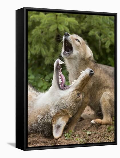 USA, Minnesota, Minnesota Wildlife Connection. Coyote and pup howling.-Wendy Kaveney-Framed Stretched Canvas