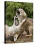 USA, Minnesota, Minnesota Wildlife Connection. Coyote and pup howling.-Wendy Kaveney-Stretched Canvas