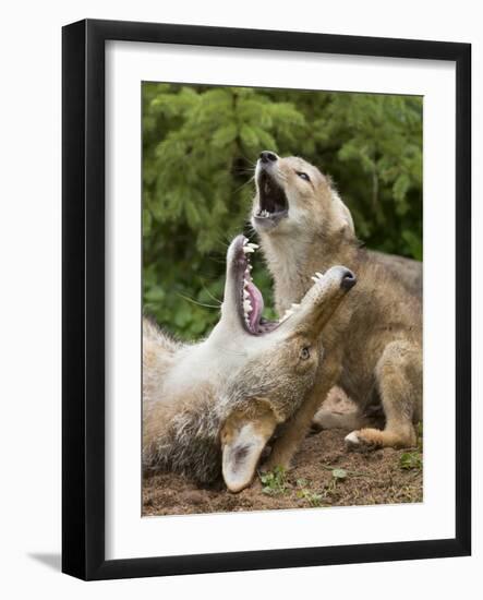 USA, Minnesota, Minnesota Wildlife Connection. Coyote and pup howling.-Wendy Kaveney-Framed Photographic Print