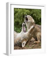 USA, Minnesota, Minnesota Wildlife Connection. Coyote and pup howling.-Wendy Kaveney-Framed Photographic Print