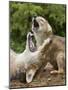 USA, Minnesota, Minnesota Wildlife Connection. Coyote and pup howling.-Wendy Kaveney-Mounted Photographic Print