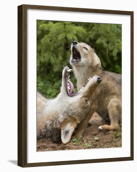 USA, Minnesota, Minnesota Wildlife Connection. Coyote and pup howling.-Wendy Kaveney-Framed Photographic Print