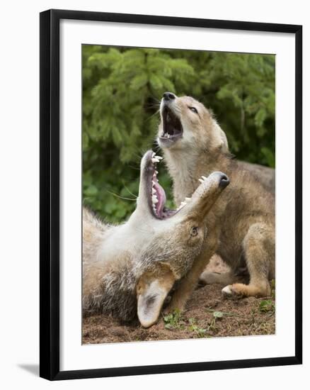 USA, Minnesota, Minnesota Wildlife Connection. Coyote and pup howling.-Wendy Kaveney-Framed Photographic Print