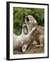 USA, Minnesota, Minnesota Wildlife Connection. Coyote and pup howling.-Wendy Kaveney-Framed Photographic Print