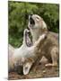 USA, Minnesota, Minnesota Wildlife Connection. Coyote and pup howling.-Wendy Kaveney-Mounted Photographic Print