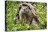 USA, Minnesota, Minnesota Wildlife Connection. Groundhog in a log.-Wendy Kaveney-Stretched Canvas