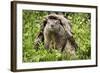 USA, Minnesota, Minnesota Wildlife Connection. Groundhog in a log.-Wendy Kaveney-Framed Photographic Print