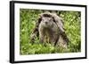 USA, Minnesota, Minnesota Wildlife Connection. Groundhog in a log.-Wendy Kaveney-Framed Photographic Print