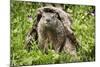 USA, Minnesota, Minnesota Wildlife Connection. Groundhog in a log.-Wendy Kaveney-Mounted Photographic Print