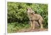 USA, Minnesota, Minnesota Wildlife Connection. Howling coyote pup.-Wendy Kaveney-Framed Photographic Print