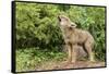 USA, Minnesota, Minnesota Wildlife Connection. Howling coyote pup.-Wendy Kaveney-Framed Stretched Canvas