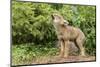 USA, Minnesota, Minnesota Wildlife Connection. Howling coyote pup.-Wendy Kaveney-Mounted Photographic Print