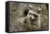 USA, Minnesota, Minnesota Wildlife Connection. Raccoon in a tree.-Wendy Kaveney-Framed Stretched Canvas