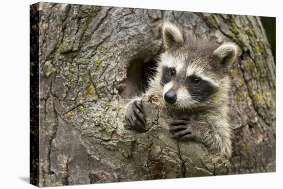 USA, Minnesota, Minnesota Wildlife Connection. Raccoon in a tree.-Wendy Kaveney-Stretched Canvas