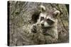 USA, Minnesota, Minnesota Wildlife Connection. Raccoon in a tree.-Wendy Kaveney-Stretched Canvas