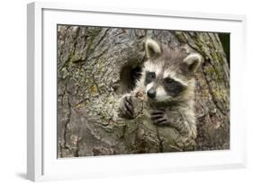 USA, Minnesota, Minnesota Wildlife Connection. Raccoon in a tree.-Wendy Kaveney-Framed Photographic Print