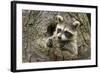 USA, Minnesota, Minnesota Wildlife Connection. Raccoon in a tree.-Wendy Kaveney-Framed Photographic Print
