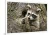 USA, Minnesota, Minnesota Wildlife Connection. Raccoon in a tree.-Wendy Kaveney-Framed Photographic Print