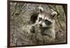 USA, Minnesota, Minnesota Wildlife Connection. Raccoon in a tree.-Wendy Kaveney-Framed Photographic Print