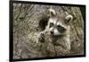 USA, Minnesota, Minnesota Wildlife Connection. Raccoon in a tree.-Wendy Kaveney-Framed Photographic Print