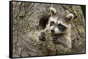 USA, Minnesota, Minnesota Wildlife Connection. Raccoon in a tree.-Wendy Kaveney-Framed Stretched Canvas