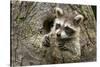 USA, Minnesota, Minnesota Wildlife Connection. Raccoon in a tree.-Wendy Kaveney-Stretched Canvas