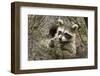 USA, Minnesota, Minnesota Wildlife Connection. Raccoon in a tree.-Wendy Kaveney-Framed Photographic Print