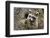 USA, Minnesota, Minnesota Wildlife Connection. Raccoon in a tree.-Wendy Kaveney-Framed Photographic Print