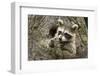 USA, Minnesota, Minnesota Wildlife Connection. Raccoon in a tree.-Wendy Kaveney-Framed Photographic Print